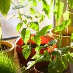 Improve your Home’s Air Quality with Indoor Plants