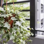 English Ivy for Indoor Air Quality