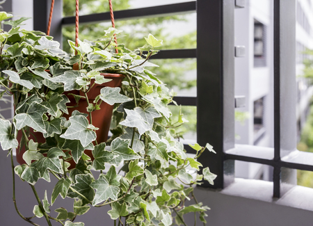 English Ivy for Indoor Air Quality