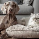 cute cat and dog lying on sofa at home, copy space